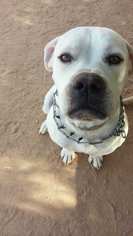 Medium Photo #1 Boxer Puppy For Sale in Chandler, AZ, USA