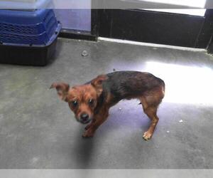 Dachshund-Unknown Mix Dogs for adoption in Tulsa, OK, USA