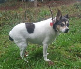 Rat Terrier Dogs for adoption in Battle Ground, WA, USA