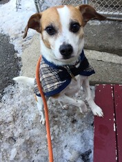 Medium Photo #3 Beagle-Unknown Mix Puppy For Sale in Rockaway, NJ, USA
