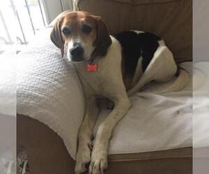 Treeing Walker Coonhound Dogs for adoption in Potomac, MD, USA