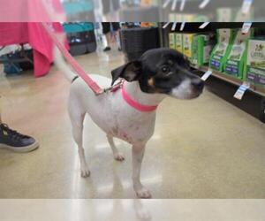Rat Terrier-Unknown Mix Dogs for adoption in Fort Lauderdale, FL, USA