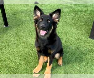 German Shepherd Dog Dogs for adoption in Orange, CA, USA