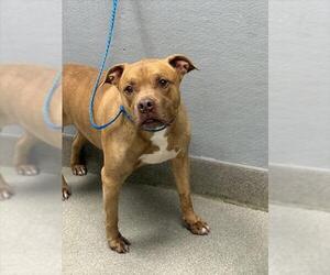 American Pit Bull Terrier-Unknown Mix Dogs for adoption in Las Vegas, NV, USA