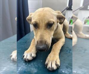 German Shepherd Dog-Unknown Mix Dogs for adoption in Mobile, AL, USA