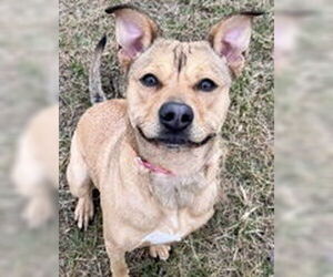 American Pit Bull Terrier-Unknown Mix Dogs for adoption in Evansville, IN, USA