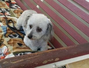 Poodle (Toy) Dogs for adoption in Stockton, CA, USA