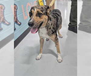 Mutt Dogs for adoption in Temple, TX, USA