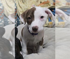 American Staffordshire Terrier-Unknown Mix Dogs for adoption in Duluth, MN, USA