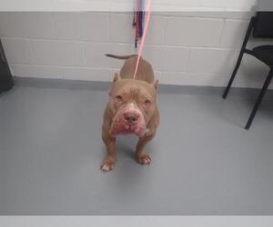 American Pit Bull Terrier Dogs for adoption in St. Cloud, FL, USA