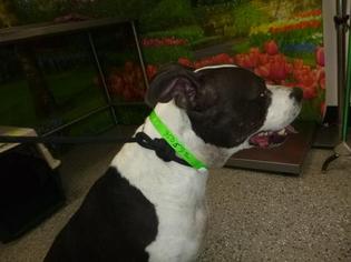 Bulloxer Dogs for adoption in Henderson, NV, USA