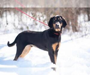 Black and Tan Coonhound Dogs for adoption in Flora, IL, USA