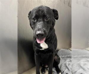 Labrador Retriever Dogs for adoption in Fort Lauderdale, FL, USA