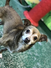 Medium Photo #1 Chihuahua Puppy For Sale in Rohnert Park, CA, USA