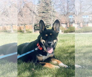 Pembroke Welsh Corgi-Unknown Mix Dogs for adoption in Aurora, CO, USA