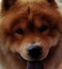 Chow Chow Dogs for adoption in Prescott, Ontario, Canada