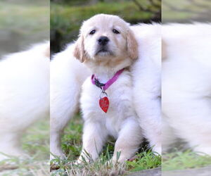 Golden Retriever Dogs for adoption in Enfield, CT, USA