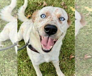 Mutt Dogs for adoption in Sparta, TN, USA