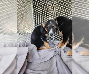 German Shepherd Dog Dogs for adoption in Bakersfield, CA, USA