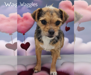 Mutt Dogs for adoption in Phelan, CA, USA