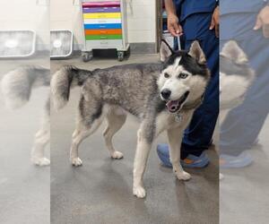 Siberian Husky Dogs for adoption in Forestville, MD, USA