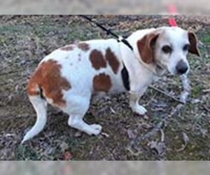 Beagle Dogs for adoption in Chantilly, VA, USA