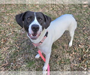 Mutt Dogs for adoption in Millersville, MD, USA