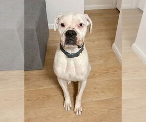 Boxer Dogs for adoption in Dumont, NJ, USA