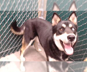 Siberian Husky Dogs for adoption in Downey, CA, USA