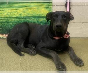 Doberman Pinscher-Labrador Retriever Mix Dogs for adoption in Moreno Valley, CA, USA