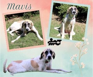 Anatolian Shepherd-Unknown Mix Dogs for adoption in Lindsay, CA, USA