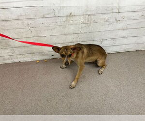 Chihuahua Dogs for adoption in San Bernardino, CA, USA