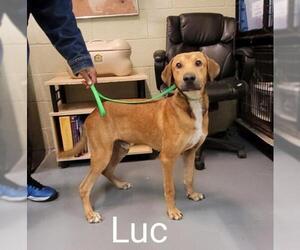 Labrador Retriever Dogs for adoption in Calverton, NY, USA