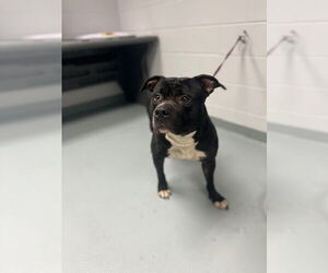 American Pit Bull Terrier Dogs for adoption in St. Cloud, FL, USA