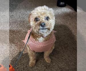 Mutt Dogs for adoption in San Antonio, TX, USA