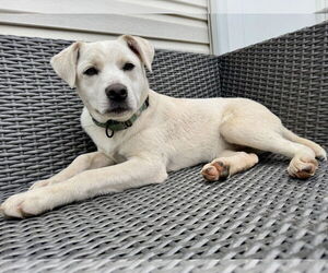 Labrador Retriever-Unknown Mix Dogs for adoption in Woodbury, NY, USA