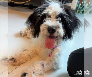 Poodle (Miniature)-Unknown Mix Dogs for adoption in Washington, DC, USA