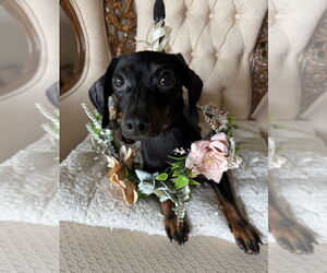 Dachshund-Unknown Mix Dogs for adoption in Mundelein, IL, USA