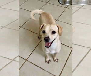 Chihuahua-Unknown Mix Dogs for adoption in San Diego, CA, USA