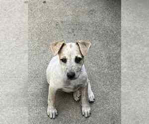 Mutt Dogs for adoption in Aurora, IN, USA