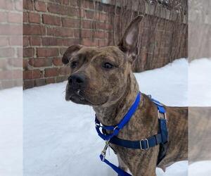 Mutt Dogs for adoption in Boston, MA, USA