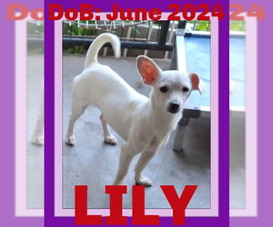 Chihuahua-Unknown Mix Dogs for adoption in Sebec, ME, USA