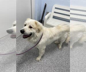 Great Pyrenees Dogs for adoption in Westminster, MD, USA