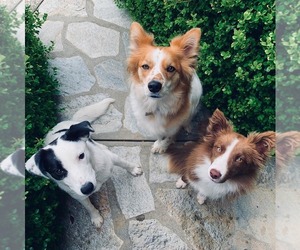 Border Collie Dogs for adoption in Milpitas, CA, USA