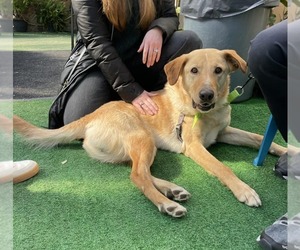 Labrador Retriever-Unknown Mix Dogs for adoption in Woodbury, NY, USA