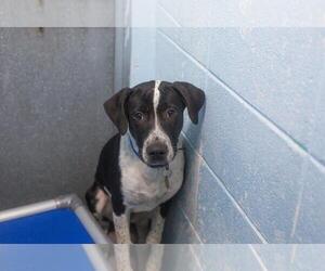 Border Collie-Unknown Mix Dogs for adoption in Mountain Home, AR, USA