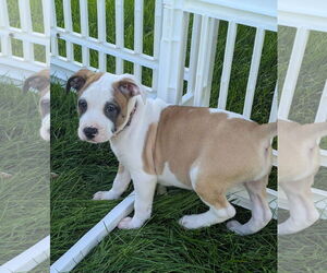 Mutt Dogs for adoption in Brooklyn Center, MN, USA