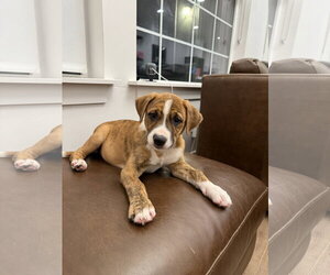 Boxador Dogs for adoption in MIDWAY, UT, USA