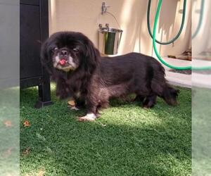 Pekingese Dogs for adoption in Temple, GA, USA