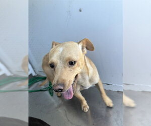 Chihuahua Dogs for adoption in Bakersfield, CA, USA
